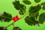 Сlipart Christmas Holly Backgrounds Nature Tree photo  BillionPhotos