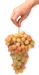 Сlipart Grape Human Hand Fruit Men Close-up photo  BillionPhotos
