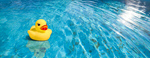Сlipart duck pool rubber season water   BillionPhotos