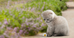 Сlipart adorable adventure animal approaching baby   BillionPhotos