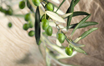 Сlipart olive oil tree agricultural agriculture   BillionPhotos