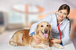 Сlipart veterinarian vet dog pet doctor   BillionPhotos