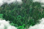 Сlipart aerial view forest nature rainforest   BillionPhotos