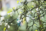 Сlipart spring background outdoor sunlight tree photo  BillionPhotos