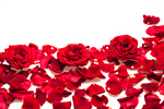 Сlipart Rose Valentine's Day Red Love Flower photo  BillionPhotos
