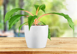 Сlipart wall decoration potted pot flower   BillionPhotos
