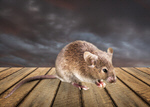 Сlipart Mouse Rodent Animal Isolated Field Mouse   BillionPhotos
