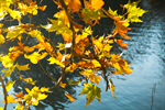 Сlipart Autumn Leaf Backgrounds Season Orange photo  BillionPhotos