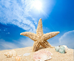 Сlipart beach starfish 2014 coco tourism   BillionPhotos