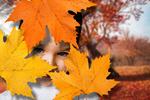 Сlipart fall fun leaves autumn kids   BillionPhotos