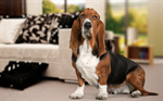 Сlipart Dog Basset Hound Hound Sitting Pets   BillionPhotos