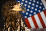 Сlipart america patriotic 4th american animal   BillionPhotos