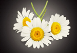 Сlipart Daisies Chamomile Flower Chamomile Plant White   BillionPhotos