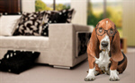 Сlipart Dog Glasses Humor Intelligence Animal   BillionPhotos