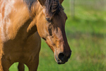 Сlipart Horse Field Fence Farm Nature photo  BillionPhotos