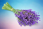 Сlipart Lavender Bouquet Lavender Coloured Flower Isolated   BillionPhotos