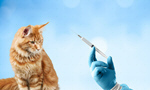 Сlipart cat vaccine adult animal animal clinic   BillionPhotos