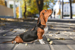 Сlipart Dog Basset Hound Puppy Sadness Depression   BillionPhotos