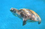 Сlipart Turtle Sea Green Sea Turtle Water Underwater photo  BillionPhotos