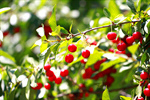 Сlipart Cherry Fruit Food Red Leaf photo  BillionPhotos