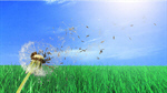 Сlipart Dandelion Wind Flower Seed Single Flower   BillionPhotos