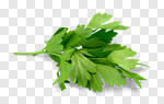 Сlipart Herb Herbal Medicine Basil Spice Thyme photo cut out BillionPhotos