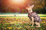 Сlipart action animal autumn baby beautiful   BillionPhotos