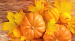 Сlipart pumpkin halloween autumn fall food   BillionPhotos