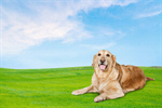 Сlipart Dog Golden Retriever Retriever Sitting Cheerful   BillionPhotos