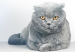Сlipart british shorthair cat adorable animal   BillionPhotos