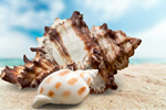 Сlipart Shell on beach collection shell object mollusk   BillionPhotos
