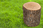 Сlipart Wood Log Tree Trunk Tree Portion   BillionPhotos