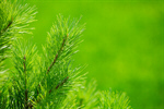 Сlipart spruce forest coniferous outdoor closeup photo  BillionPhotos