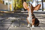 Сlipart Dog Humor Basset Hound Animal Pets   BillionPhotos