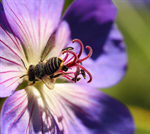 Сlipart Bee Honey Honey Bee Single Flower Daisy photo  BillionPhotos