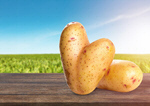 Сlipart potato bag crop vegetable farm   BillionPhotos