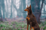 Сlipart dog aussie portrait nature spring   BillionPhotos