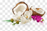 Сlipart Coconut Tropical Climate Flower Single Flower Leaf photo cut out BillionPhotos