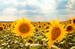 Сlipart Sunflower Field Flower Spring Farm photo  BillionPhotos