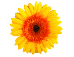 Сlipart Gerbera Daisy Daisy Yellow Flower Single Flower photo  BillionPhotos