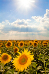 Сlipart Sunflower Field Flower Spring Farm photo  BillionPhotos