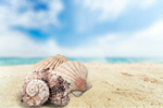 Сlipart seashell white aquarium background nautilus   BillionPhotos