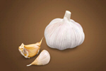 Сlipart garlic white organic fresh food   BillionPhotos