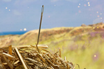 Сlipart Needle in a Haystack Searching Haystack Needle Hay   BillionPhotos