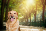 Сlipart dog aussie portrait nature spring   BillionPhotos