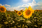 Сlipart Sunflower Field Flower Spring Farm photo  BillionPhotos