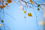 Сlipart Autumn Leaf Backgrounds Season Orange photo  BillionPhotos