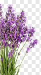 Сlipart Lavender Lavender Coloured Flower Purple Isolated photo cut out BillionPhotos