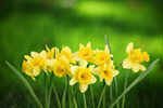 Сlipart daffodil spring bright green nature   BillionPhotos