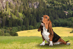 Сlipart puppy beagle outside dog background   BillionPhotos